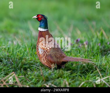 Mallnow, Germany. 29th Mar, 2024. A Pheasant (phasianus Colchicus 