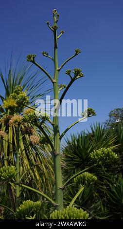An agave plant that has not yet bloomed is exposed to the morning sun against a blue sky background Stock Photo