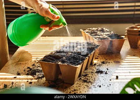 Unrecognizable woman spraying planted germinated seeds in biodegradable peat pot filled with black soil. Seasonal  planting and sowing. Growing organi Stock Photo