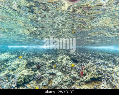 An underwater view of a shallow coral reef in crystal clear water. Molokini Crater Maui Hawaii. Stock Photo