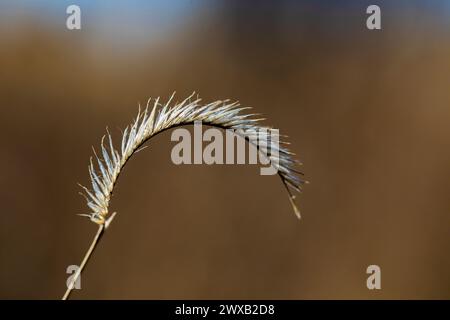 Blue Grama, Bouteloua gracilis, grass seed head in Bandelier National Monument, New Mexico, USA Stock Photo