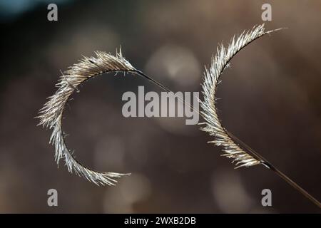 Blue Grama, Bouteloua gracilis, grass seed head in Bandelier National Monument, New Mexico, USA Stock Photo