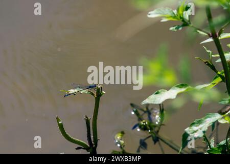 Common Bluetail Damselfly (Ischnura elegans) on a Branch by a Stream,  near Courtenay, Centre-Val de Loire Region, France Stock Photo