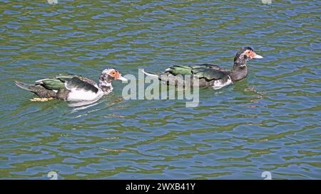 two juvenile specimens of mute ducks swimming in a small lake, Cairina moschata, Anatidae Stock Photo