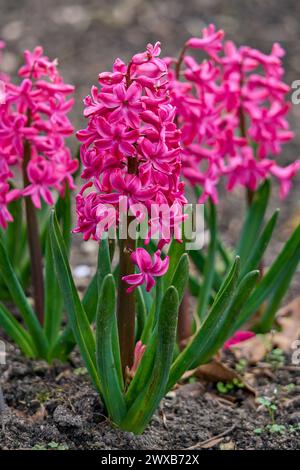 Pink hyacinth flower in full bloom Stock Photo