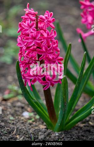 Pink hyacinth flower in full bloom Stock Photo