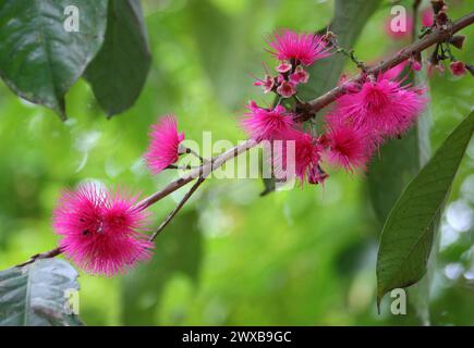 Flowers of the Malay Apple or Rose Apple, Syzygium malaccense (malacensis), Myrtaceae. Costa Rica. Syzygium malaccense is a species of flowering tree. Stock Photo