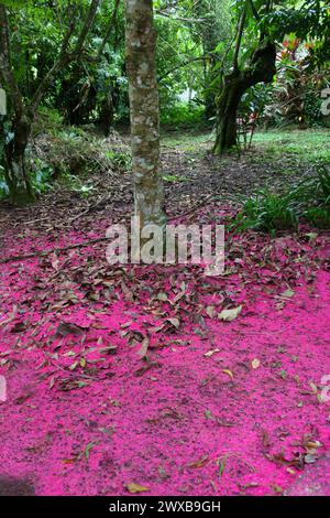 Flowers of the Malay Apple or Rose Apple, Syzygium malaccense (malacensis), Myrtaceae. Costa Rica. Syzygium malaccense is a species of flowering tree. Stock Photo