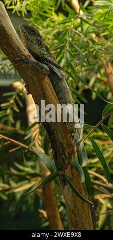 Frilled neck lizard (Chlamydosaurus kingii) on a tree branch. Stock Photo