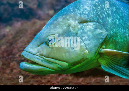 Dusky Grouper, (Epinephelus marginatus) also called Yellowbelly grouper . Side view Stock Photo