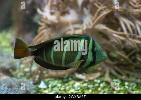 Desjardin´s Sailfin Tang Zebrasoma desjardinii, swimming. Stock Photo