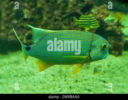 Blue-lined seabream or sailfin snapper (Symphorichthys spilurus) is a marine fish native to coral reefs of Indo-Pacific Ocean. Stock Photo