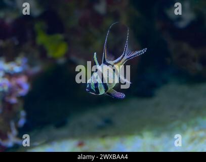 Banggai Cardinalfish Pterapogon kauderni adult Stock Photo
