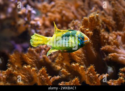 Ram, Blue ram, German blue ram or Ramirez‘s dwarf cichlid (Mikrogeophagus ramirezi or Papiliochromis ramirezi) Stock Photo