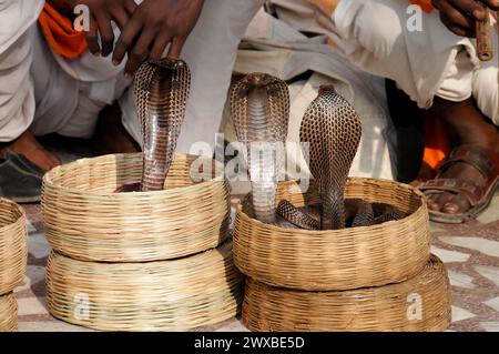 Snake charmer presents cobras in baskets at a street show, Jaipur, Rajasthan, India Stock Photo