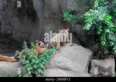 Sumatran tiger (Panthera tigris sumatrae), female with cubs, captive, Two tiger cubs resting on a rock and looking into the distance, Leipzig, Germany Stock Photo