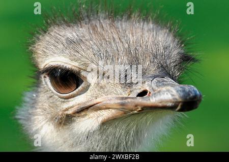 Common ostrich (Struthio camelus), animal portrait, captive, close-up of an ostrich head with sharp gaze and fine plumage, Stuttgart, Germany Stock Photo