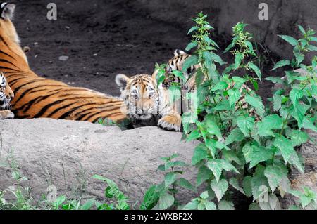 Sumatran tiger (Panthera tigris sumatrae), female with cubs, captive, A curious tiger young observes its surroundings from a rock, Leipzig, Germany Stock Photo