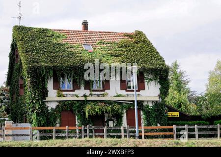 Boat trip on the L'ILL, Strasbourg, Alsace, A house overgrown with ivy creates an idyllic atmosphere, Strasbourg, Alsace, France Stock Photo