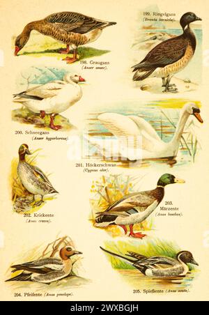 Greylag goose (Anser anser), brant goose (Branta bernicla), snow goose (Anser caerulescens), Mute swan (Cygnus olor), eurasian wigeon (Anas Stock Photo