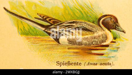 Pintail (Anas acuta) swimming, lakeshore, World of Birds, historical illustration 1890 Stock Photo