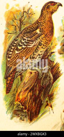 Capercaillie hen (Tetrao urogallus) tree, side view, World of Birds, historical illustration 1890 Stock Photo