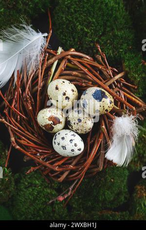 Quail eggs and feathers in a nest on moss. Easter background, top view. Stock Photo