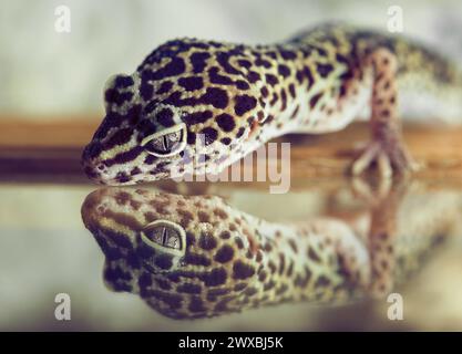 A small gecko looks in reflection in a mirror in the terrarium. Stock Photo