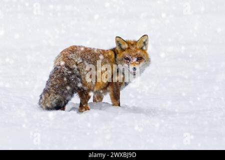 Red fox (Vulpes vulpes) hunting in the snow in winter during snowfall Stock Photo