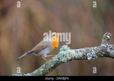 Side view of a wild, UK robin bird (Erithacus rubecula) perched on a lichen-covered branch with chest puffed out. Stock Photo