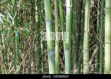 Bamboo stems and leaves in the forest. Bambu plants background. Stock Photo