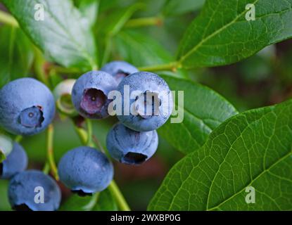 Cultivated blueberries in a close-up Stock Photo