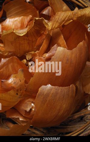 Dry onion shells. Stock Photo