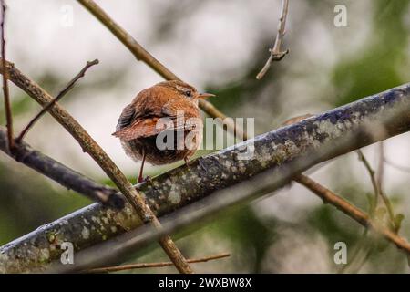 Brittens Pond, Worplesdon. 28th March 2024. Cloudy weather with a strong breeze across the Home Counties this morning. Wildfowl at Brittens Pond in Worpleson, near Guildford, in Surrey. Credit: james jagger/Alamy Live News Stock Photo