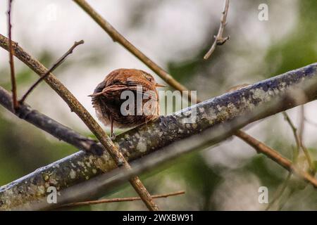 Brittens Pond, Worplesdon. 28th March 2024. Cloudy weather with a strong breeze across the Home Counties this morning. Wildfowl at Brittens Pond in Worpleson, near Guildford, in Surrey. Credit: james jagger/Alamy Live News Stock Photo
