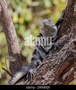 Closeup of a Black-spiny tailed Iguana on a tree Stock Photo