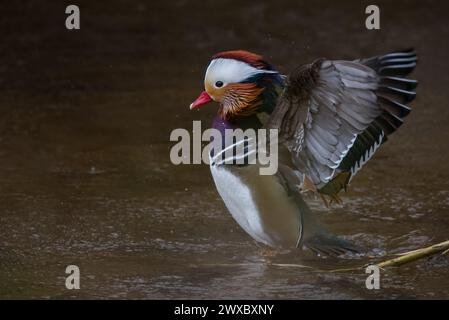 Mandairn drake duck (Aix galericulata), River Tay, Perth, Perthshire, Scotland. Stock Photo