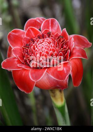 Torch Ginger, Etlingera elatior, Zingiberaceae. Costa Rica.  Also known as ginger flower, red ginger lily, torch lily, wild ginger. Stock Photo