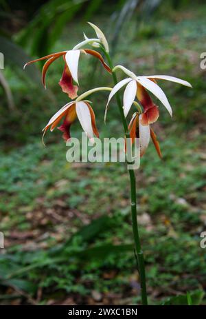 Nun's Orchid, Greater Swamp-orchid, Swamp Lily, Swamp Orchid, Nun's-hood Orchid, Veiled Orchid, Lady Tankerville's Swamp Orchid, Phaius tankervilleae. Stock Photo