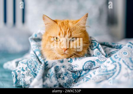 Ginger cute fluffy cat lies on the bed with a birch-colored sheet and a soft, cozy blanket Stock Photo