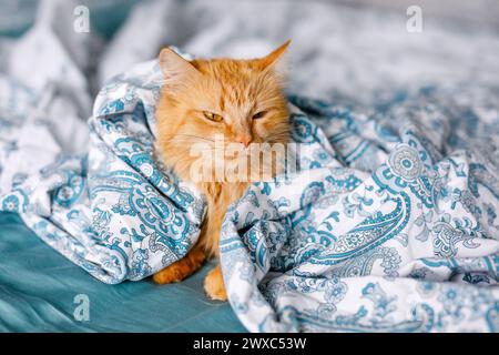 Ginger cute fluffy cat lies on the bed with a birch-colored sheet and a soft, cozy blanket Stock Photo