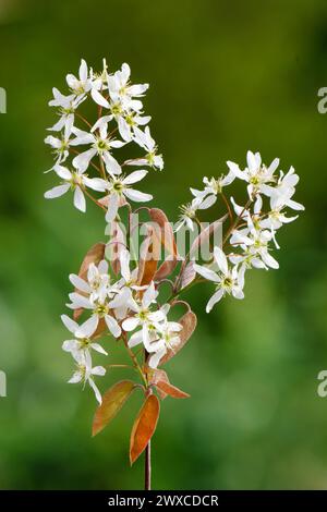 Amelanchier lamarckii blossoms and red-brown leaves of a juneberry against a blurred green background in spring in a park in cologne Stock Photo