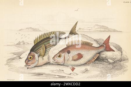 Spanish seabream or axillary bream, Pagellus acarne 1, and blackspot seabream or besugo, Pagellus bogaraveo 2. Hand-coloured steel engraving by William Lizars after an illustration by James Stewart from Sir William Jardine's The Naturalist's Library, Ichthyology, British Fishes, W.H. Lizars, Edinburgh, 1843. Stock Photo