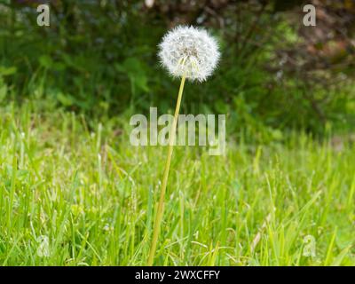 Dandelion seed head growing on a lawn. Quebec,Canada Stock Photo