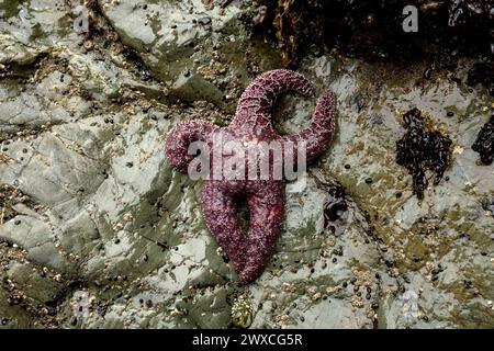 Purple Ochre Sea Star In Funny Form Stuck To Shiny Rock along the Oregon Coast Stock Photo