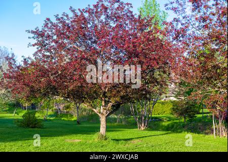 Crab apple tree in full bloom Stock Photo