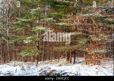 Forest scene in winter with snow covered forest floor Stock Photo