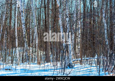 Forest floor is covered with freshly fallen snow while tree trunks stand tall. Stock Photo