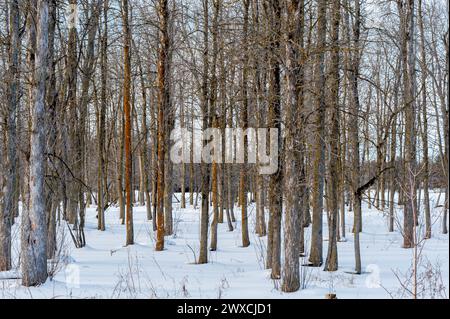 Tall tree trunks in snow covered forest floor Stock Photo