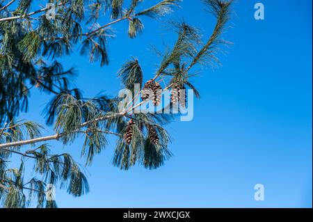 Pine cones on pine tree Stock Photo